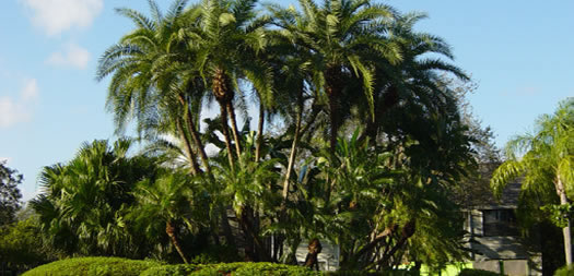 Pruning